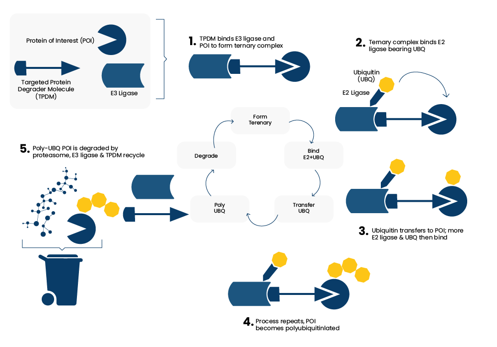 Targeted Protein Degradation (TPD) figure 1