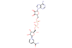 beta-Nicotinamide adenine dinucleotide hydrate beta-Nicotinamide adenine dinucleotide hydrate